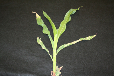 Figure 3. A corn plant with pale necrotic spots on older leaves and tips of newer leaves that were exposed to paraquat drift.