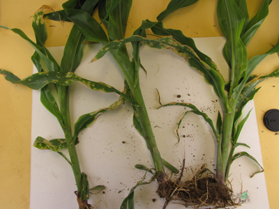 Figure 4. Corn plants with pale necrotic spots from exposure to paraquat drift.