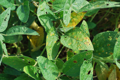 Figure 1. Symptoms of brown spot on soybean.