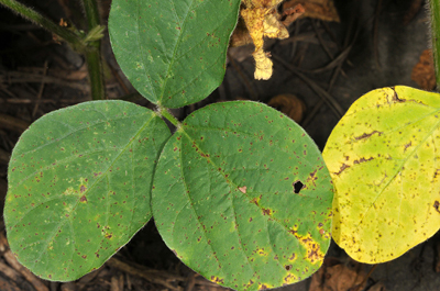Figure 4. Lower leaves with brown spot symptoms, yellowing due to senescence.