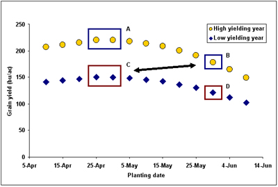 Fig. 3. The planting date conundrum relative to absolute yield potential; A delayed planted crop in one year (B) can yield better than a crop planted on the optimum date in another year (C).