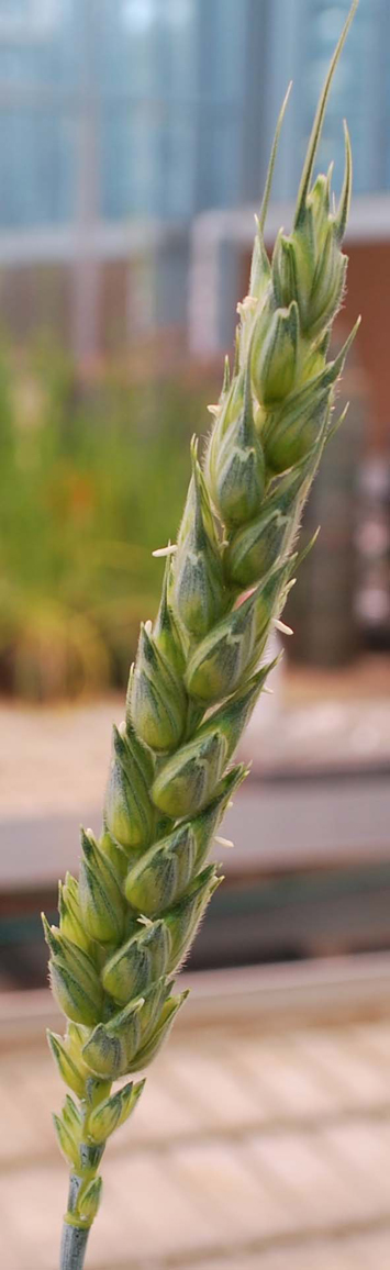 Figure 1. Feekes 10.5.1 or beginning flowering of the wheat plant