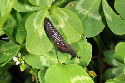 Black slug on clover leaves