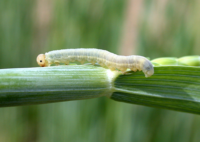 sawfly larva on wheat