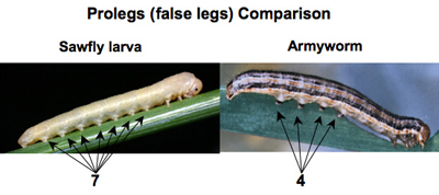 sawfly and armyworm differentiation