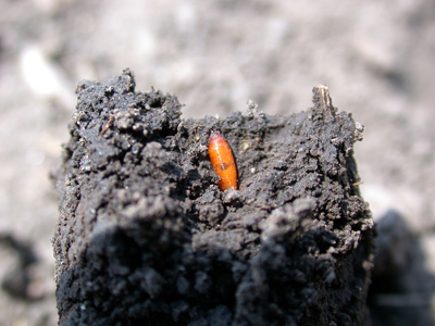 Seedcorn maggot pupa, damage is done!