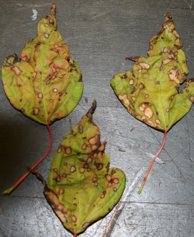 example of wood ornamentals showing the necrotic spotting caused by a PPO-inhibiting contact herbicide such as saflufenacil