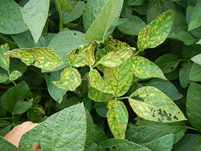 Figures 1. Bacterial ooze on leaves is a sign of Goss's wilt