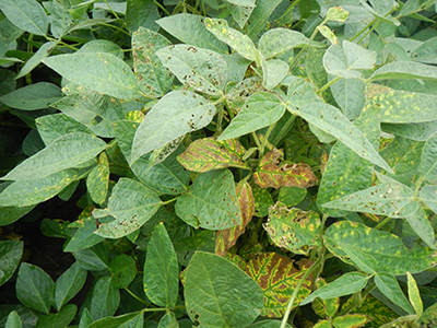 Figures 1 and 2. Foliar symptoms of sudden death syndrom (SDS) on soybean leaves
