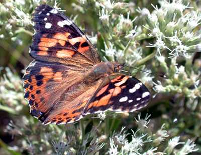 Painted lady butterfly