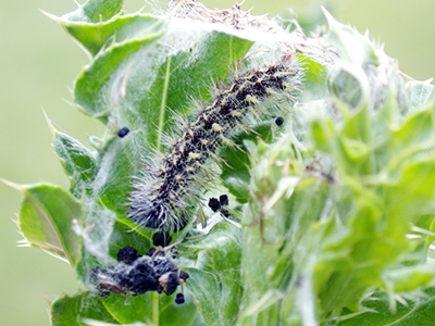 Thistle caterpillar within its webbing