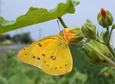 Alfalfa butterfly on velvetleaf