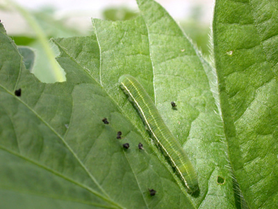 Alfalfa caterpillar on soybean