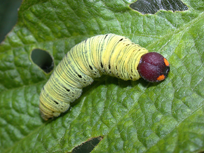 Larva of the silver-spotted skipper