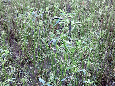 FAW caterpillars are feeding on alfalfa (Photo credit: Dave Duttlinger)