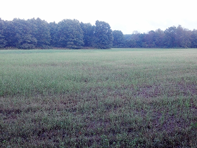 Field of alfalfa with severe FAW damage (Photo credit: Dave Duttlinger