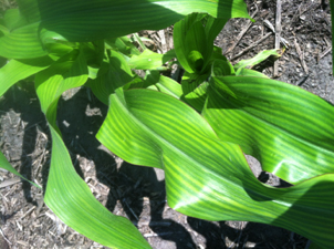 Manganese (Mn) deficiency.