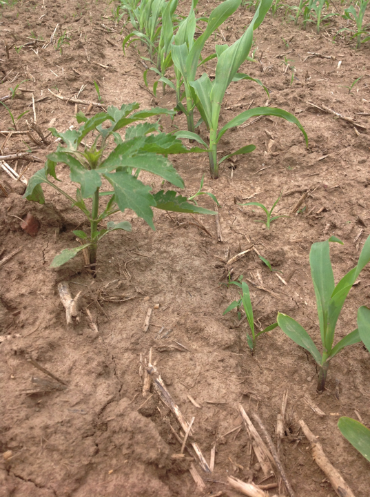 A 6 inch tall giant ragweed in a corn field with multiple grass species ranging from 1-2 inches in height.