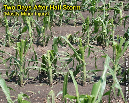 Two days after hail storm.