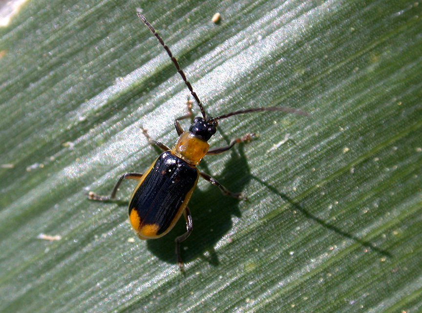 Male western corn rootworm beetle waiting for a mate.