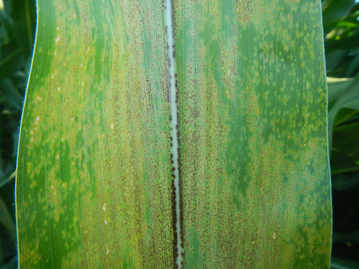 Figure 2. Symptoms of Physoderma brown spot on leaves.