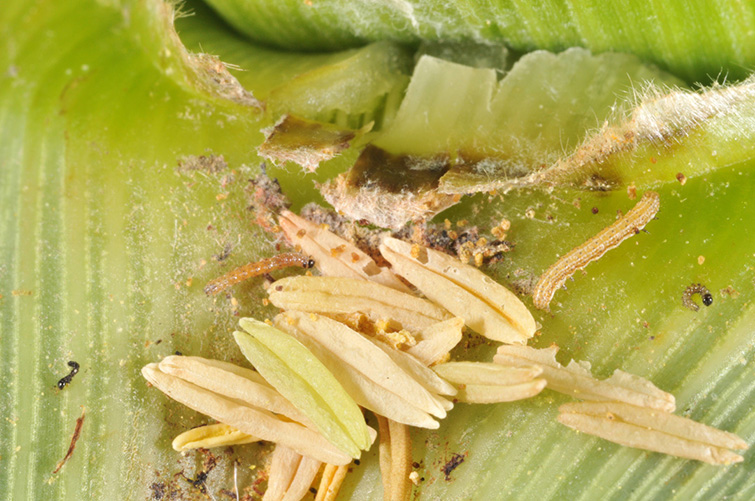 Young western bean cutworm larvae in leaf axil.