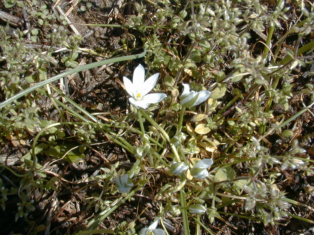 Star-of-Bethlehem white six petal flower