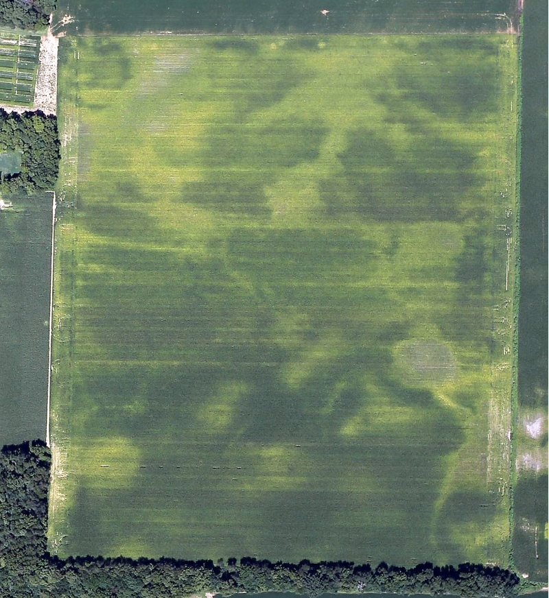 Variable growth of corn crop in early August due to early season excessive rainfall and late sidedress N application. Image source: Airscout.com.