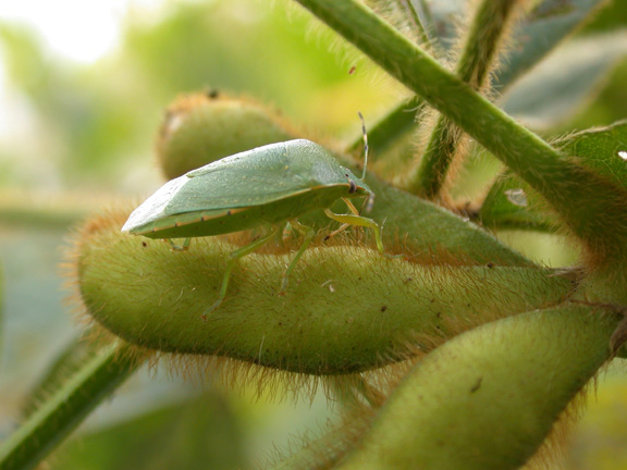  Green stink bug feeding on pod..
