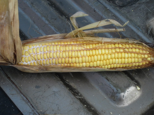 Figure 1. The fungus that causes Diplodia ear rot produces a white fungal mat on the cob.