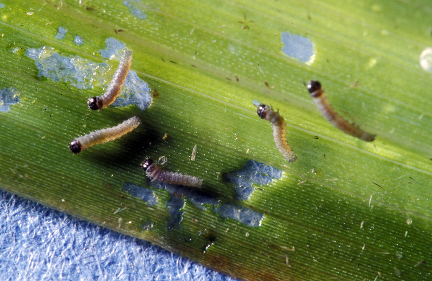 Newly hatched black cutworm larvae feeding