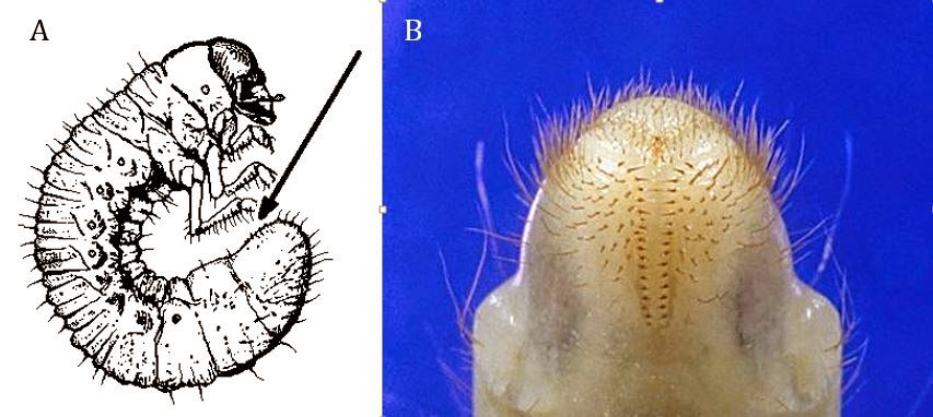 Location (A) and form (B) of the raster pattern in European chafer grubs.