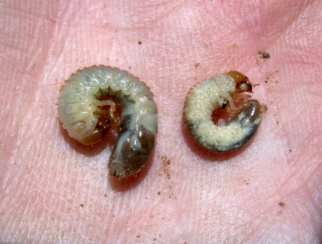 Japanese beetle (left) and Asiatic garden beetle (right) grubs compared in size.