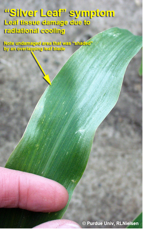 Silver leaf symptom, leaf tissue damage due to radiational cooling.