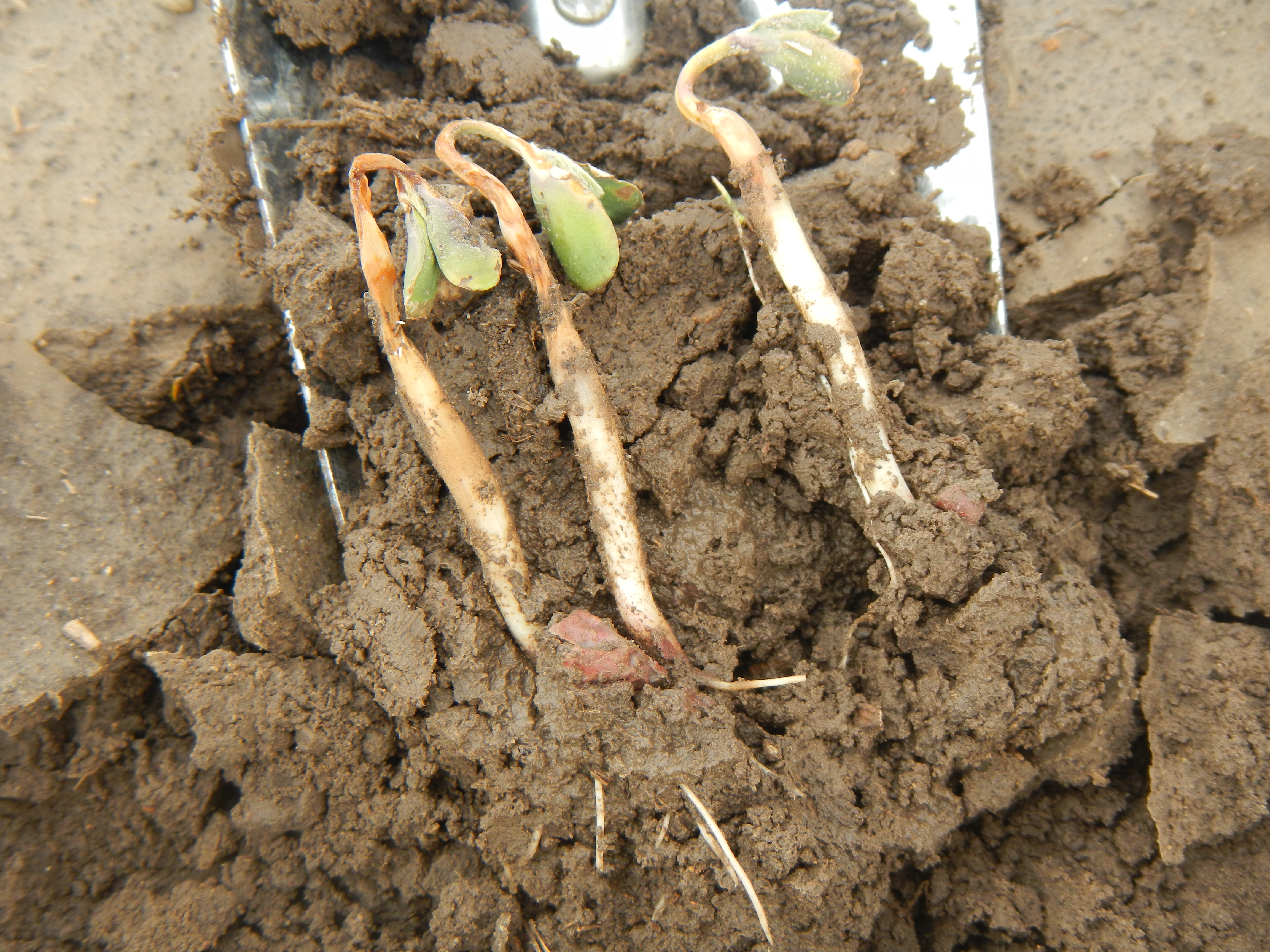 Symptoms of PPO-inhibitor herbicide damage on soybean seedlings.