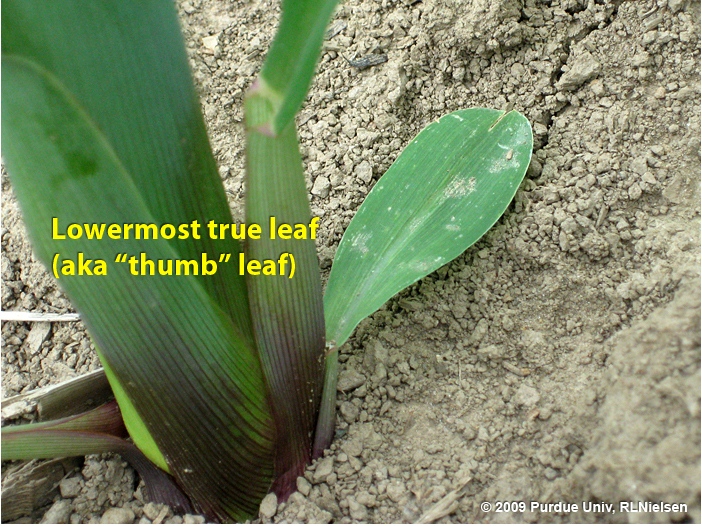 The lowermost, thumb-shaped leaf of a corn plant.
