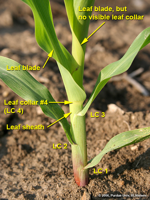 Parts of a corn leaf.