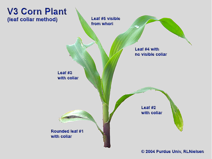 oung corn plant staged as V3 according to the collar method.