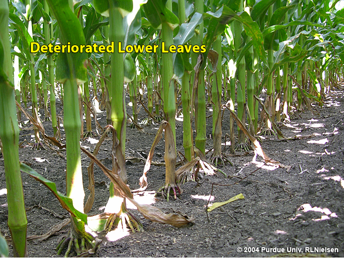 Typical deterioriation of lower leaves in older corn plants.