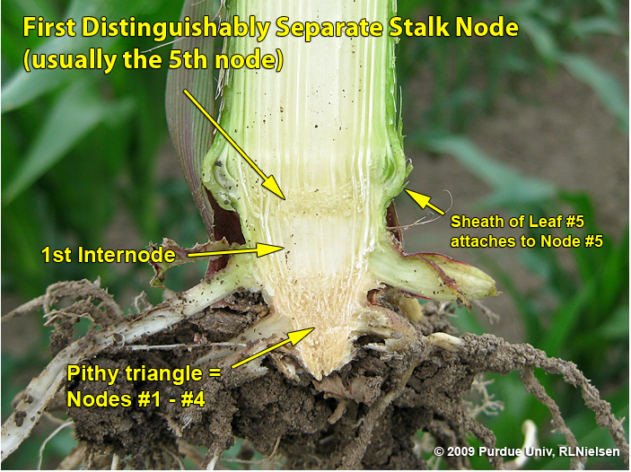 Split stalk illustrating the first distinguishable node above the pithy triangle.