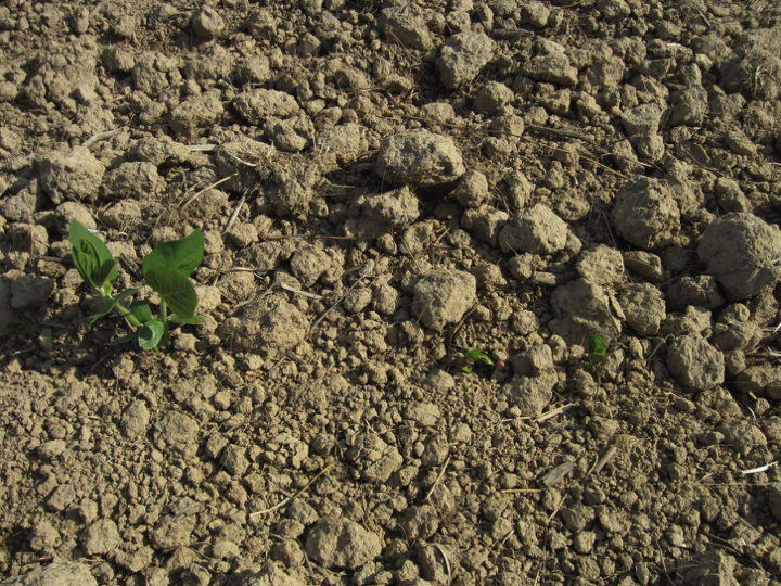Figure 2. Uneven emergence of soybean due to variable seed depth under cloddy soil conditions and lack of moisture.
