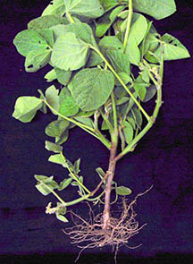 Figure 1. The dark brown lesion extending from the roots up the stem of the soybean plant is a symptom of Phytophthora stem rot. (<em>Photo Credit: Greg Shaner</em>)