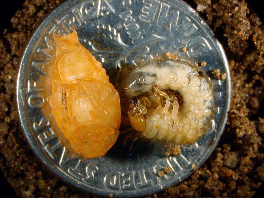 Asiatic garden beetle grub and pupa
     
