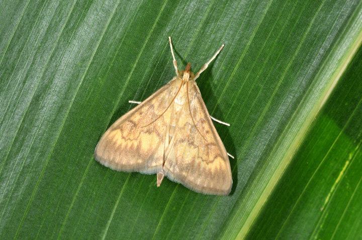 Female ECB moth on corn leaf. 
     