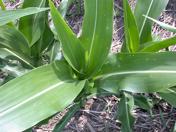 Shot-hole damage to corn whorl from ECB larval feeding. 
     
