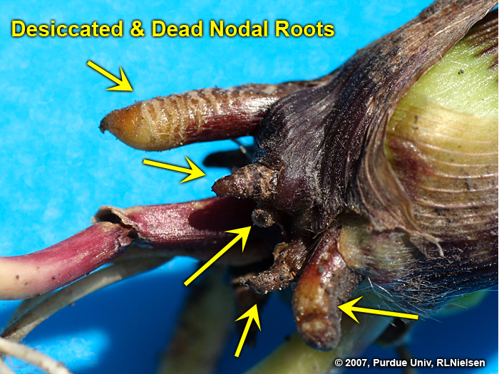 Desiccated and dead nodal roots. 
     