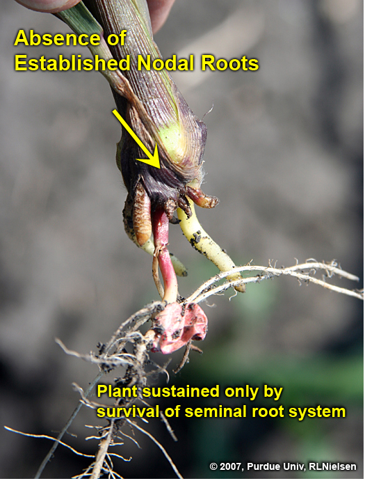 Absence of established nodal roots. 
     