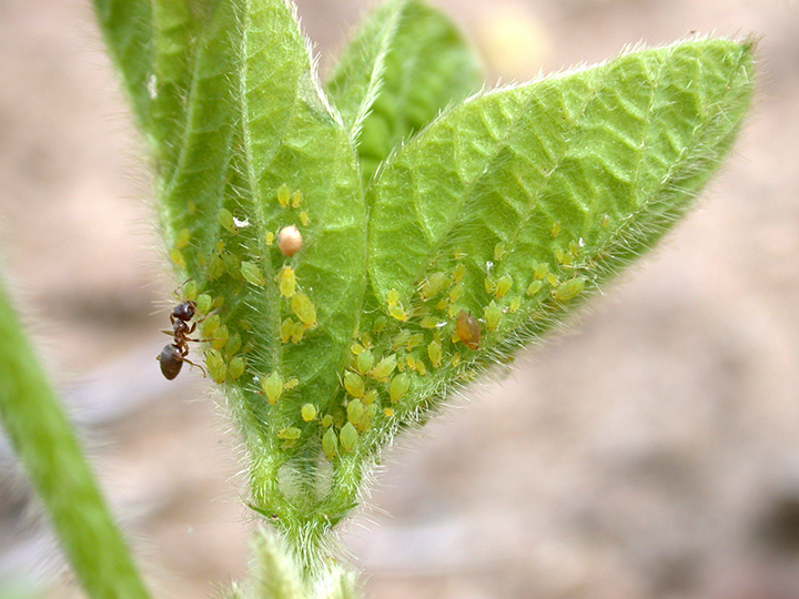 Ant tending the aphids, note the parasitized aphids. 
     