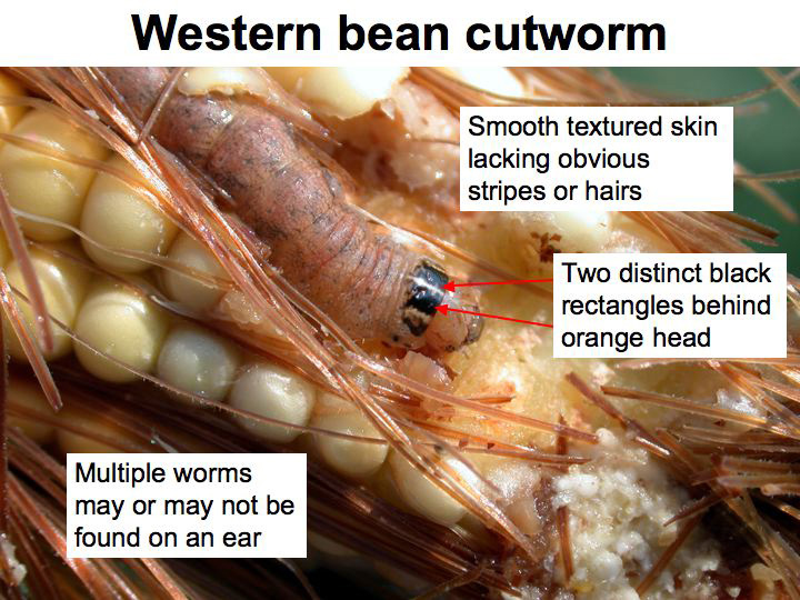 Western bean cutworm identifiers. 
     
