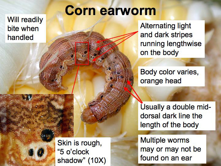 Corn earworm identifiers. 
     